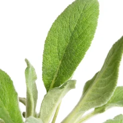 Intratuin Woll-Ziest (Stachys byzantina 'Silver Carpet') D 9 H 15 cm| Mehrjährige Pflanzen