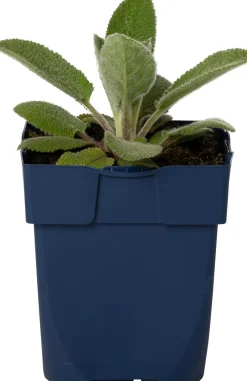 Intratuin Woll-Ziest (Stachys byzantina 'Silver Carpet') D 11 H 30 cm| Blühende Pflanzen|Immergrüne Pflanzen