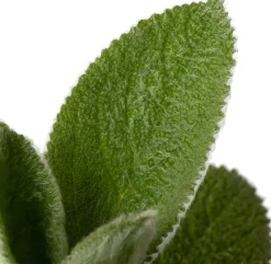 Intratuin Woll-Ziest (Stachys byzantina 'Silver Carpet') D 11 H 30 cm| Blühende Pflanzen|Immergrüne Pflanzen