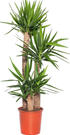 Intratuin Yucca Palme (Yucca elephantipes) D 27 cm H 130 cm| Für Sonne|Luftreinigende Pflanzen