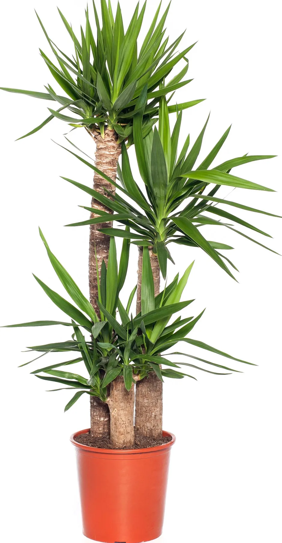 Intratuin Yucca Palme (Yucca elephantipes) D 27 cm H 130 cm| Für Sonne|Luftreinigende Pflanzen