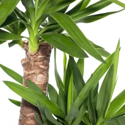 Intratuin Yucca Palme (Yucca elephantipes) D 24 cm H 110 cm| Für Sonne|Luftreinigende Pflanzen