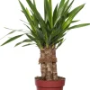 Intratuin Yucca-Palme (Yucca 'Maya Tree') D 19 cm H 60 cm| Für Sonne|Luftreinigende Pflanzen