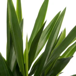 Intratuin Yucca-Palme (Yucca 'Maya Tree') D 19 cm H 60 cm| Für Sonne|Luftreinigende Pflanzen
