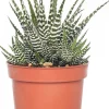 Intratuin Zebra-Haworthie (Haworthia fasciata 'Big Band') D 10,5 cm H 17 cm| Kleine Zimmerpflanzen|Grünpflanzen