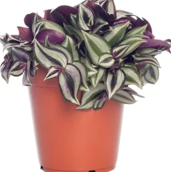 Intratuin Zebrakraut (Tradescantia zebrina) D 12 H 20 cm| Kleine Zimmerpflanzen|Grünpflanzen