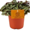 Intratuin Zebrakraut (Tradescantia zebrina 'Purpusii') D 10,5 H 15 cm| Kleine Zimmerpflanzen|Grünpflanzen