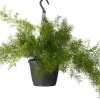 Intratuin Zierspargel im Hängetopf  (Asparagus densiflorus 'Sprengeri') D 19 H 50 cm| Grünpflanzen|Asparagus