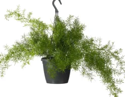 Intratuin Zierspargel im Hängetopf  (Asparagus densiflorus 'Sprengeri') D 19 H 50 cm| Grünpflanzen|Asparagus