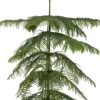 Intratuin Zimmertanne (Araucaria heterophylla) D 21 H 80 cm| Echte Weihnachtsbäume|Alternative Weihnachtsbäume