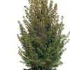 Intratuin Zuckerhutfichte (Picea glauca 'Conica') D 27 H 75 cm| Koniferen