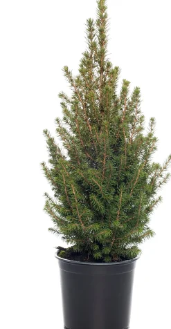 Intratuin Zuckerhutfichte (Picea glauca 'Conica') D 27 H 75 cm| Koniferen