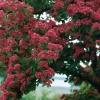 Intratuin Zweigriffeliger Weißdorn (Crataegus laevigata 'Paul's Scarlet')| Blühende Pflanzen|Winterharte Pflanzen