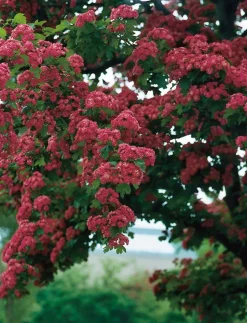 Intratuin Zweigriffeliger Weißdorn (Crataegus laevigata 'Paul's Scarlet')| Blühende Pflanzen|Winterharte Pflanzen