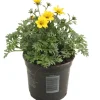 Intratuin Zweizahn (Bidens) D 10,5 H 20 cm| Blühende Pflanzen|Einjährige Pflanzen