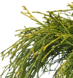 Intratuin Zwerg-Fadenzypresse (Chamaecyparis pisifera 'Sungold') D 17 H 20 cm| Immergrüne Pflanzen|Winterharte Pflanzen