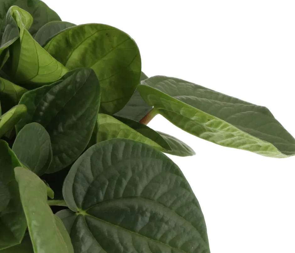 Intratuin Zwergpfeffer (Peperomia albertiana 'Rana Verde') D 15 H 25 cm| Kleine Zimmerpflanzen|Grünpflanzen