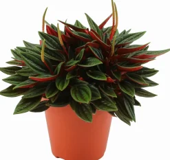 Intratuin Zwergpfeffer (Peperomia caperata 'Rosso') D 12 H 20 cm| Kleine Zimmerpflanzen|Grünpflanzen