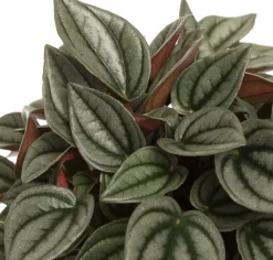 Intratuin Zwergpfeffer (Peperomia 'Napoli Night') D 12 H 15 cm| Kleine Zimmerpflanzen|Grünpflanzen