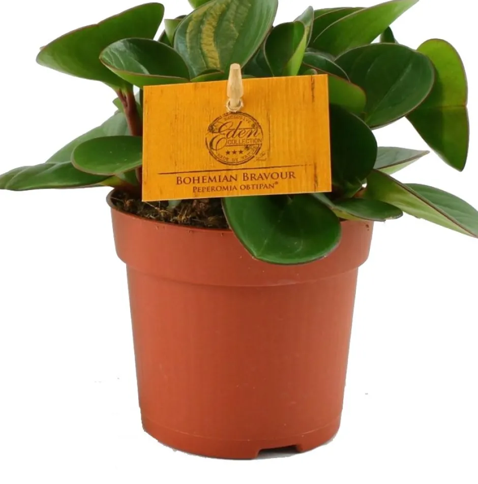 Intratuin Zwergpfeffer (Peperomia obtusifolia 'Obtipan') D 10,5 H 15 cm| Kleine Zimmerpflanzen|Grünpflanzen