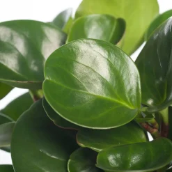 Intratuin Zwergpfeffer (Peperomia obtusifolia 'Green Gold') D 12 cm H 20 cm| Kleine Zimmerpflanzen|Grünpflanzen