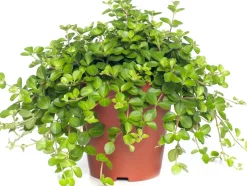 Intratuin Zwergpfeffer (Peperomia rotundifolia) D 15 H 25 cm| Kleine Zimmerpflanzen|Grünpflanzen
