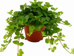 Intratuin Zwergpfeffer (Peperomia rotundifolia) D 12 cm H 15 cm| Kleine Zimmerpflanzen|Grünpflanzen
