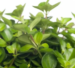 Intratuin Zwergpfeffer (Peperomia rotundifolia) D 12 cm H 15 cm| Kleine Zimmerpflanzen|Grünpflanzen