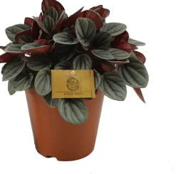 Intratuin Zwergpfeffer (Peperomia 'Sunrise') D 15 H 25 cm| Kleine Zimmerpflanzen|Grünpflanzen