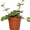 Intratuin Zwergpfeffer (Peperomia tetraphylla 'Hope') D 12 H 15 cm| Kleine Zimmerpflanzen|Grünpflanzen