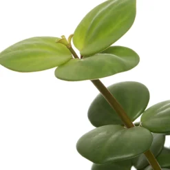 Intratuin Zwergpfeffer (Peperomia tetraphylla 'Hope') D 12 H 15 cm| Kleine Zimmerpflanzen|Grünpflanzen