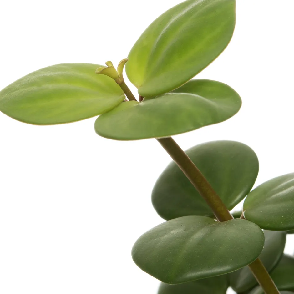 Intratuin Zwergpfeffer (Peperomia tetraphylla 'Hope') D 12 H 15 cm| Kleine Zimmerpflanzen|Grünpflanzen