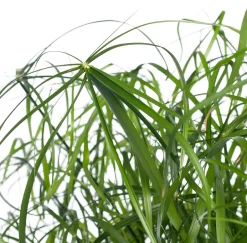 Intratuin Zypergras (Cyperus alternifolius) D 21 cm H 80 cm| Grünpflanzen|Für Schatten